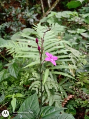 Pseuderanthemum cuspidatum