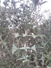 Colletia paradoxa