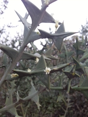 Colletia paradoxa