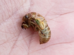 Diceroprocta olympusa