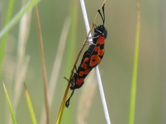 Zygaena hilaris