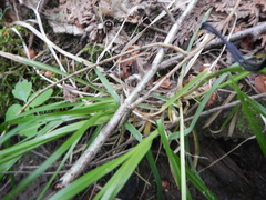 Poa alsodes