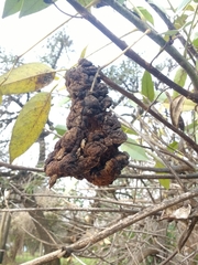 Ravenelia platensis