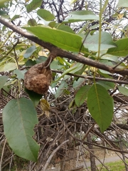 Ravenelia platensis