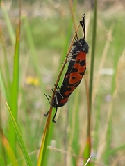 Zygaena hilaris