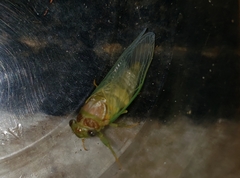 Diceroprocta olympusa