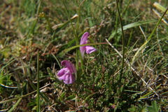 Pedicularis sylvatica sylvatica