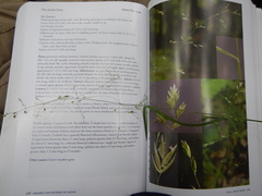 Poa alsodes