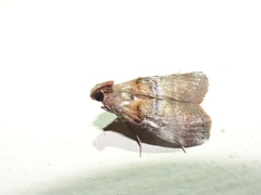 Pococera militella
