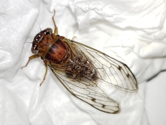 Diceroprocta olympusa