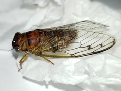 Diceroprocta olympusa