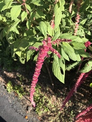 Amaranthus hybridus