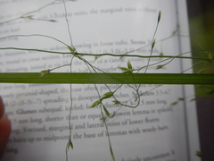 Poa alsodes