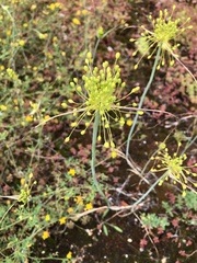 Allium flavum