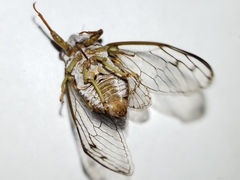 Diceroprocta olympusa