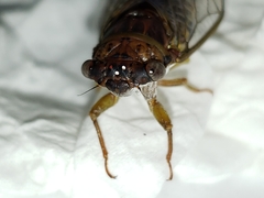 Diceroprocta olympusa