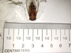 Diceroprocta olympusa