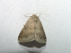 Matigramma pulverilinea