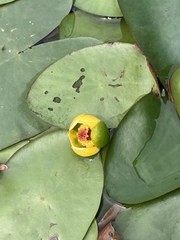 Nuphar microphylla