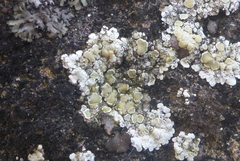 Lecanora valesiaca