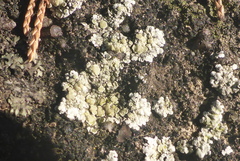 Lecanora valesiaca