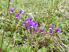 Primula frigida
