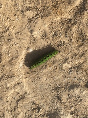 Saturnia pavonia