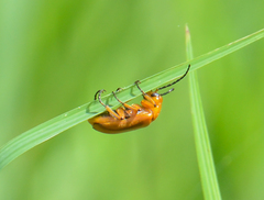 Nemognatha punctulata