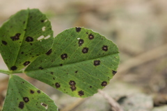 Pseudopeziza medicaginis