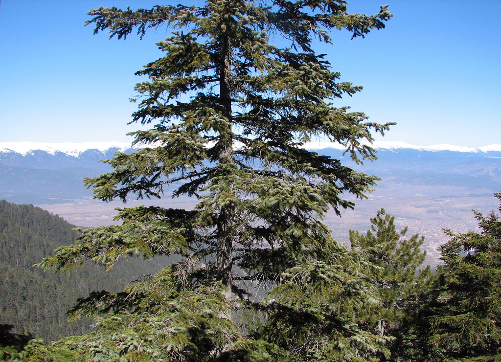 Bulgarian fir