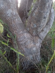 Blepharocalyx salicifolius