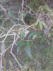 Blepharocalyx salicifolius