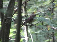 Turdus pilaris