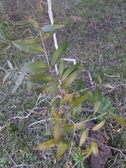 Blepharocalyx salicifolius