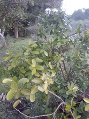 Daphnopsis racemosa