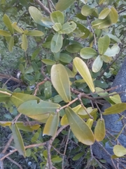 Daphnopsis racemosa