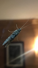 Rhyacophiloidea