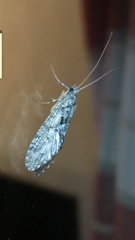 Rhyacophiloidea