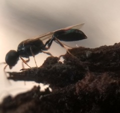 Hymenoptera