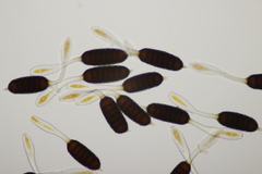 Phragmidium tuberculatum