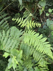 Pteridium tauricum