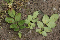 Phragmidium tuberculatum
