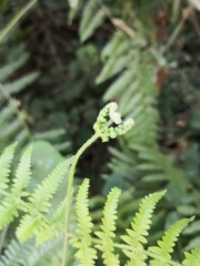 Pteridium tauricum