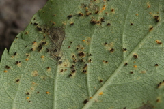 Phragmidium tuberculatum