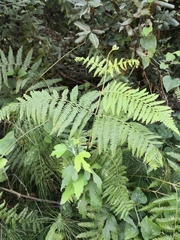 Pteridium tauricum