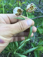 Fritillaria purdyi
