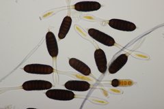 Phragmidium tuberculatum