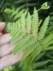 Pteridium tauricum