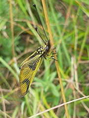 Libelloides longicornis