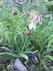 Fritillaria purdyi